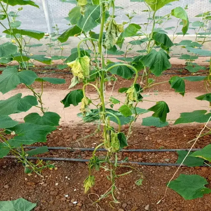 Hậu quả của bệnh thối thân cây dưa lưới