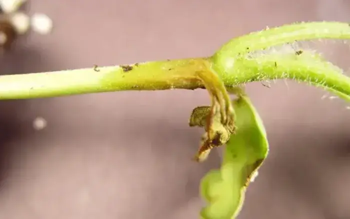 Cây dưa lưới bị thối thân