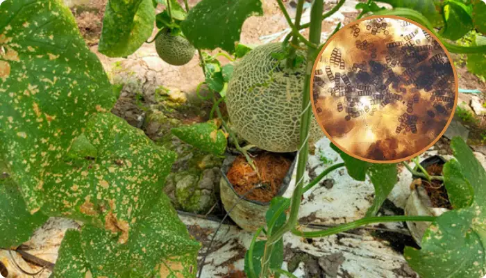 Nguyên nhân gây bệnh thối thân cây dưa lưới