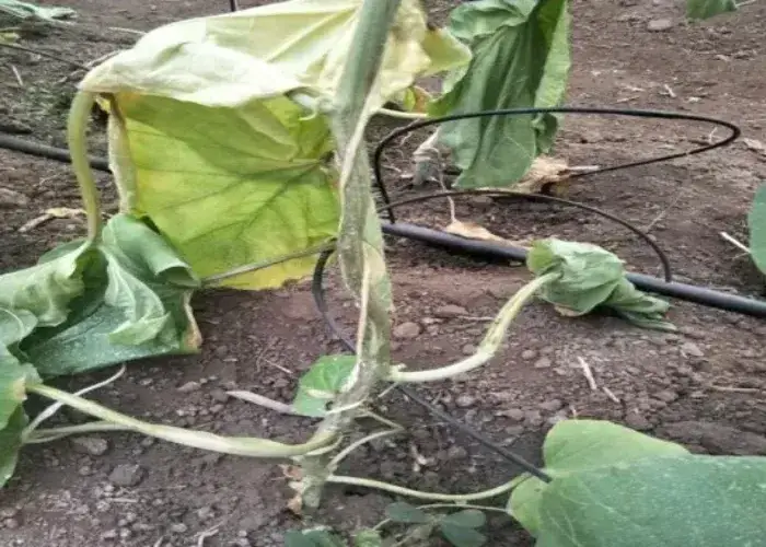 Dấu hiện nhận biết cây dưa lưới bị thối thân