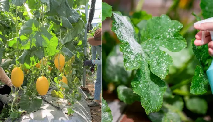 Biện pháp quản lý bệnh thối thân