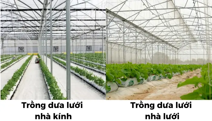 So sánh trồng dưa lưới trong nhà kính và nhà lưới