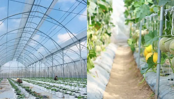 Trồng dưa lưới trong nhà kính