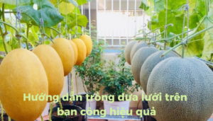 the gioi dua luoi thumb 1 1