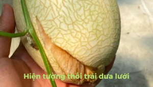 the gioi dua luoi thumb 1 19