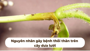 the gioi dua luoi thumb 1 21