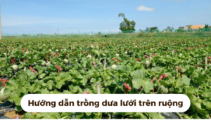 the gioi dua luoi thumb 1 23