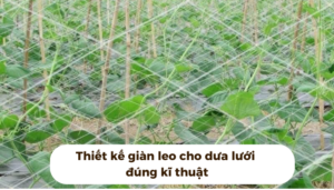 the gioi dua luoi thumb 1 25