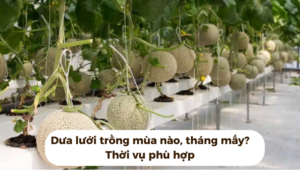 the gioi dua luoi thumb 1 27