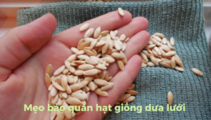 the gioi dua luoi thumb 1
