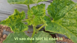 the-gioi-dua-luoi-thumb-1 (5)