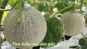 the-gioi-dua-luoi-thumb-1 (6)