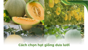 the gioi dua luoi thumb 2 2