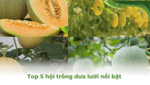 the gioi dua luoi thumb 2 3