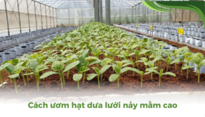 the gioi dua luoi thumb 2