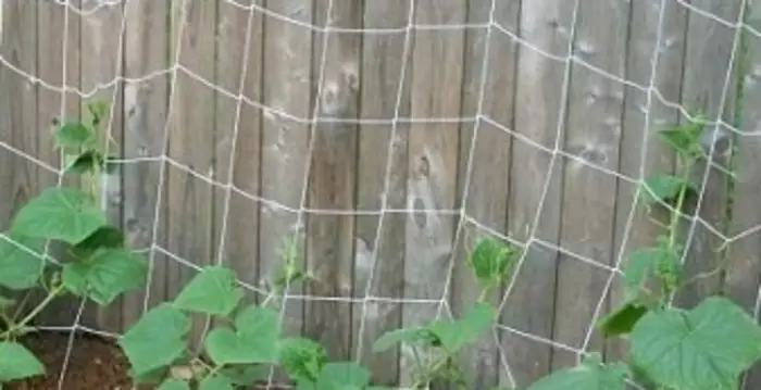 Những lưu ý khi làm giàn cây dưa lưới