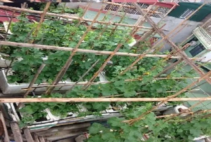 Giàn trồng dưa lưới