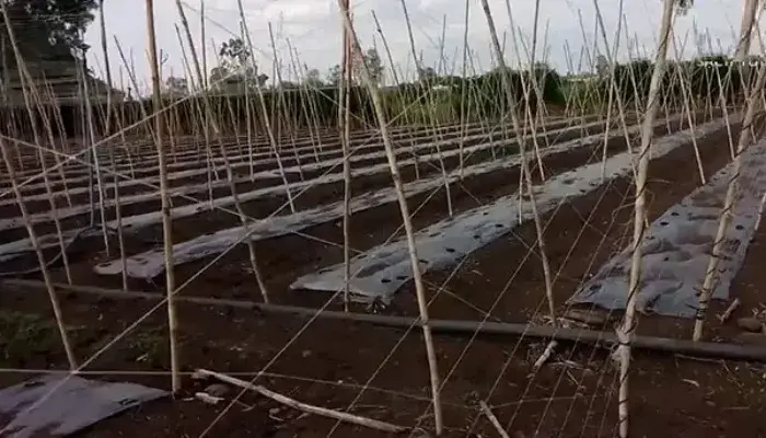 Phương pháp thiết kế giàn leo dưa lưới