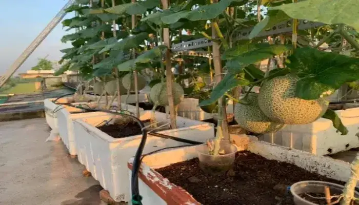 Giàn dưa lưới sử dụng trong chậu và thùng xốp