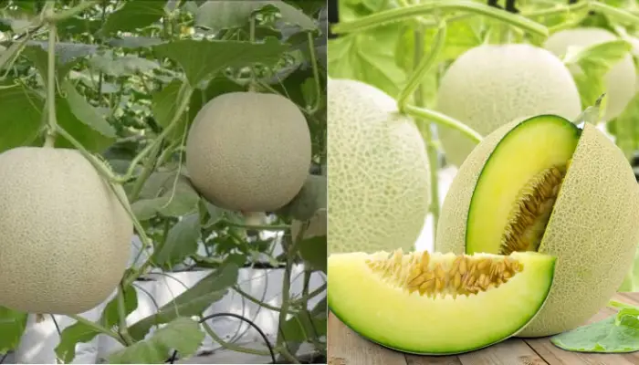 Giới thiệu chung về dưa lưới