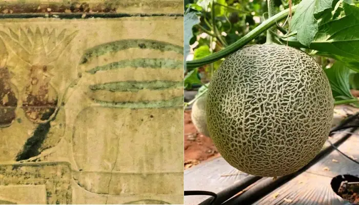 Nguồn gốc ban đầu của dưa lưới