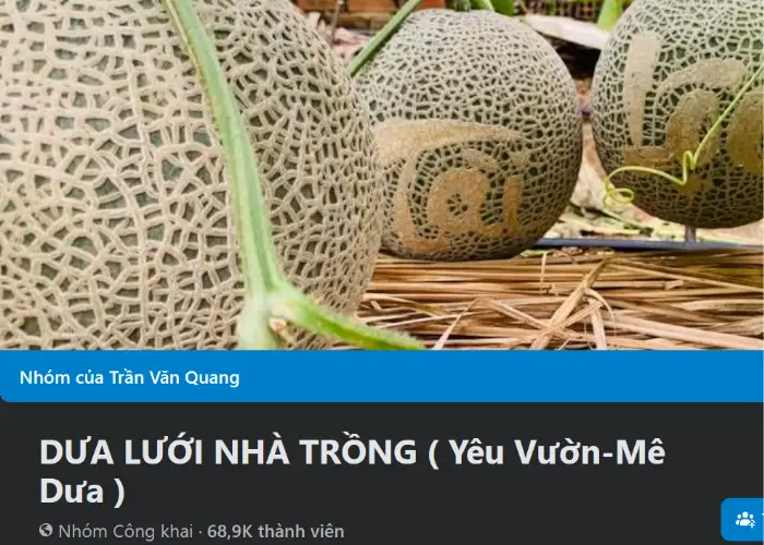 Dưa lưới nhà trồng (Yêu vườn-Mê Dưa)