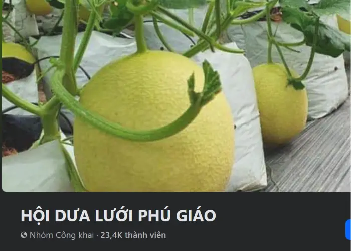 Hội dưa lưới Phú Giáo
