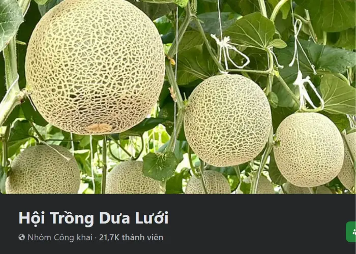 Hội Trồng Dưa Lưới