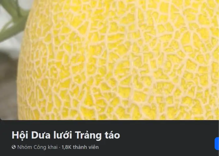 Hội Dưa lưới Trảng táo