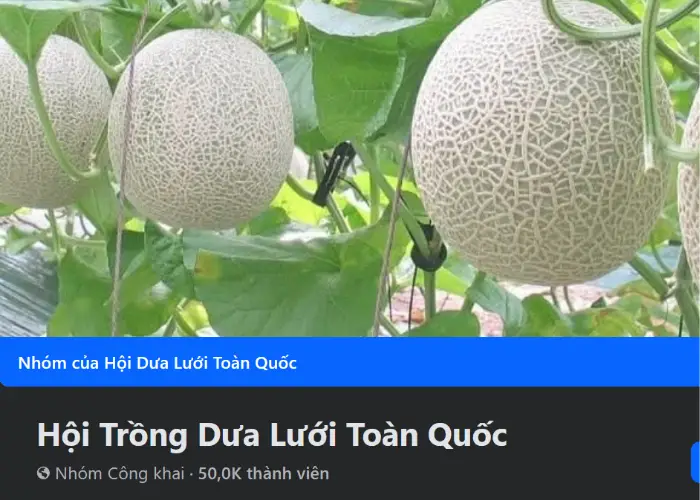 Hội Trồng Dưa Lưới Toàn Quốc