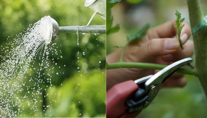 Các biện pháp ngăn ngừa tình trạng xoăn lá ở dưa lưới