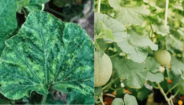 Dưa lưới bị xoăn lá 