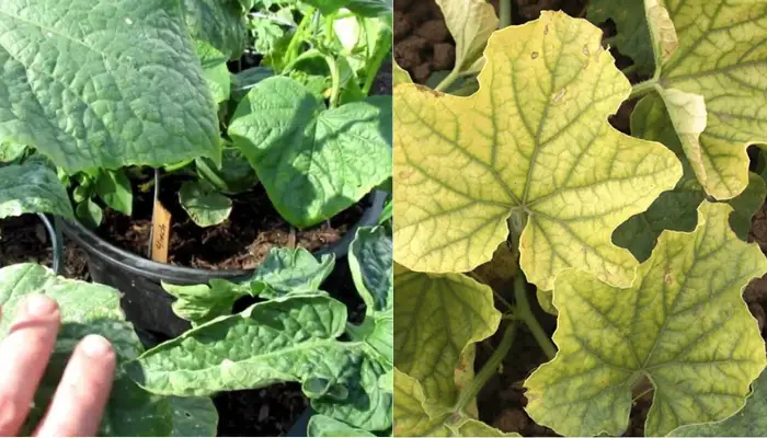 Dấu hiệu nhận biết bệnh xoăn lá ở dưa lưới