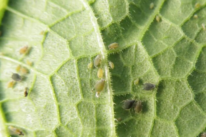 Côn trùng gây hại