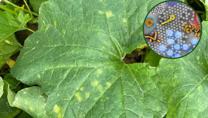 Nhiễm virus gây biến dạng lá